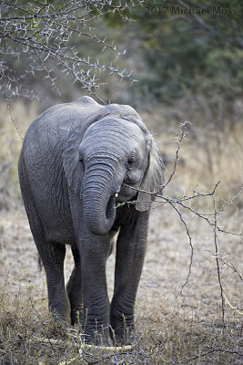 Baby Elephant