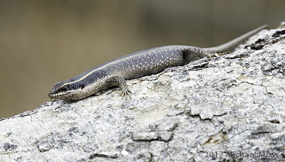 Striped skink