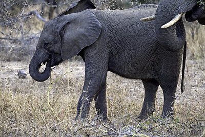 Baby Elephant and mom