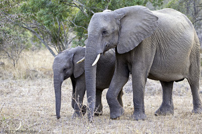 Baby Elephant and mom