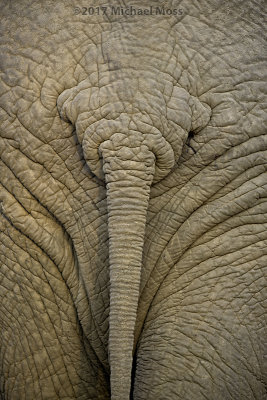 Elephant tail 