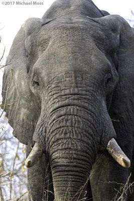 Massive bull elephant 