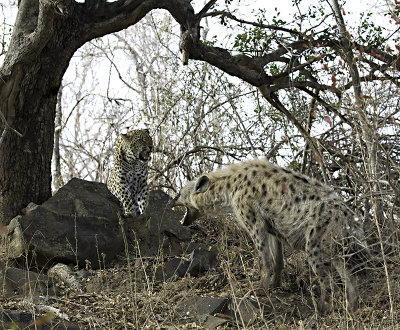 Ndzilo female leopard and hyena 