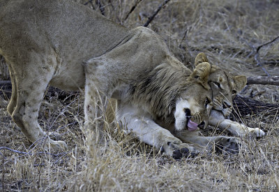Southern Pride juvenile brother and sister snuggle 