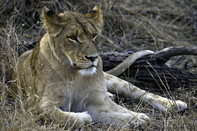 Southern Pride juvenile female 