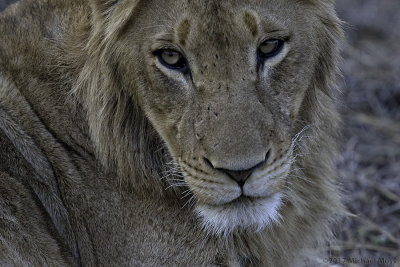 Southern Pride juvenile male