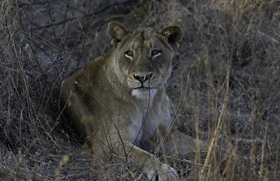 Southern Pride lioness