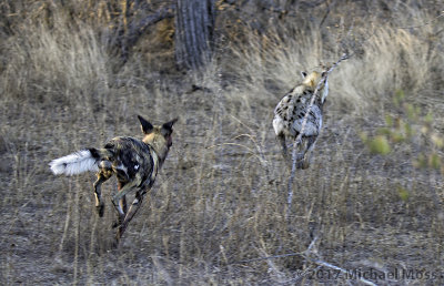 Wild dog chasing hyena 