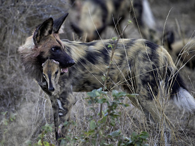 Wild dog with duiker head 