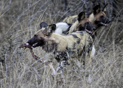 Wild dog with piece of meat 