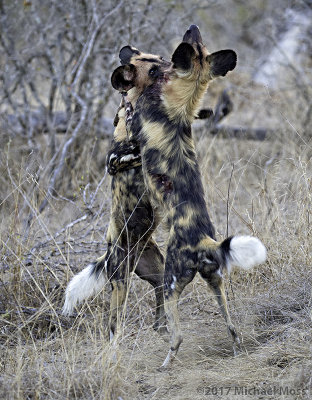 Wild dogs play fighting 