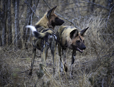 Wild dogs standing next to each other 