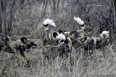 Wild dogs tug of war 
