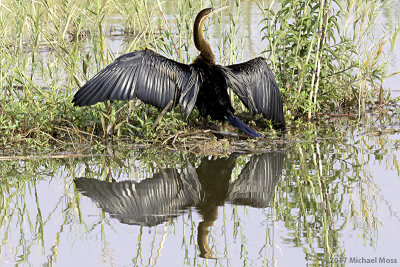 African darter wings out 