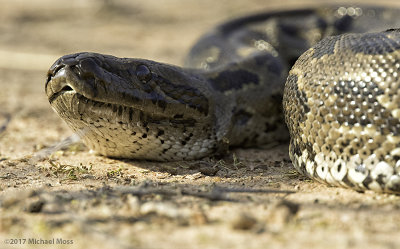 African rock python