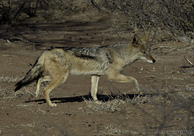 Black backed jackal