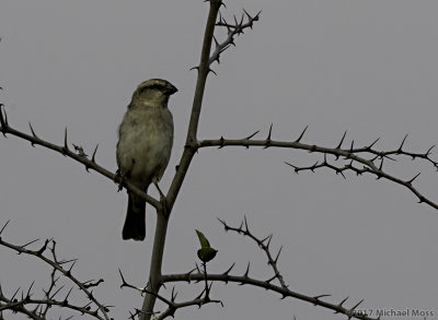 Brown crowned tchagra