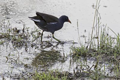 Common moorhen in tough lighting