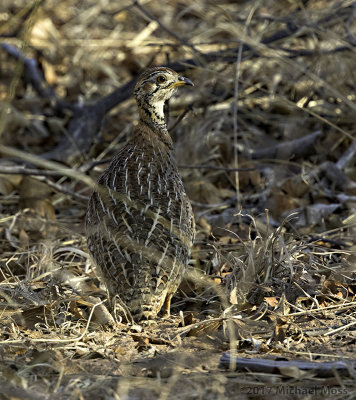 Coqui Francolin