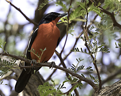 Crimson Breasted Shrike