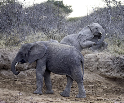 Elephant laying down
