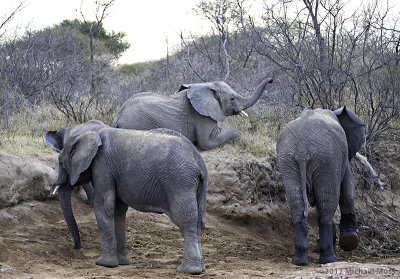 Elephant laying down