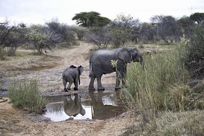 Elephant mom and baby reflection