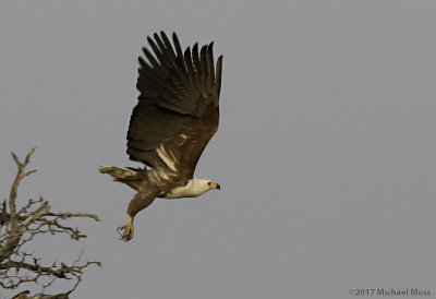 Fish eagle take off