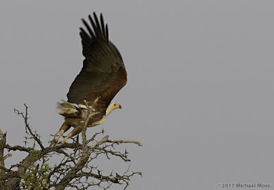 Fish eagle take off