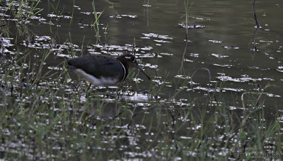 Greater painted snipe