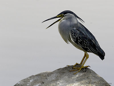 Green backed heron vocalizing