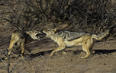 Jackals fighting over food