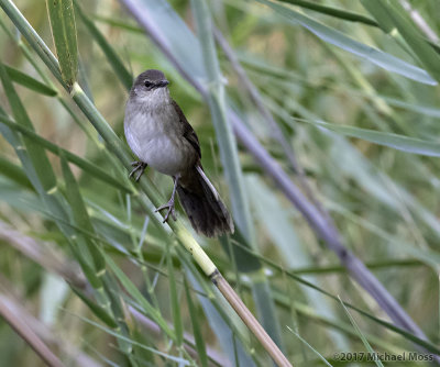 Little Rush Warbler