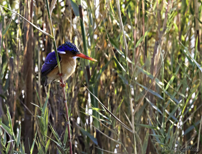 Malachite kingfisher