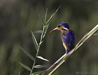 Malachite kingfisher on branch