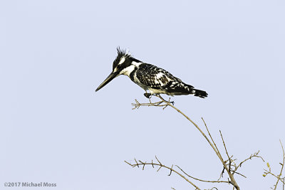 Pied kingfisher staring down in tree