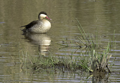 Red billed teal