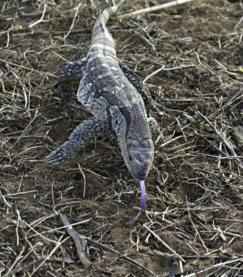 Rock monitor chasing female