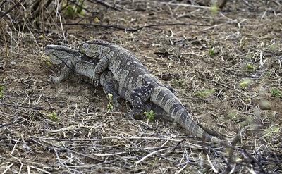Rock monitor mounting female