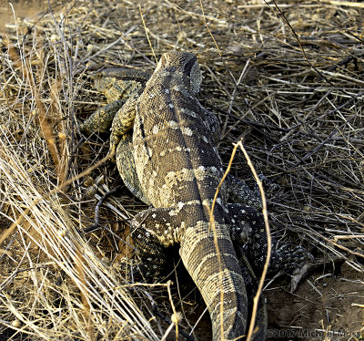 Rock monitor mounting female