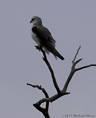 Black shouldered kite