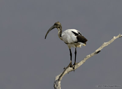 Sacred ibis 