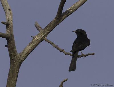 Southern black flycatcher c
