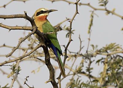 Swallow tailed bee eater