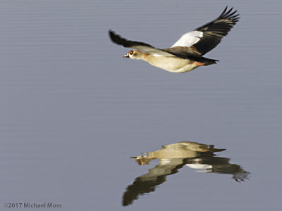 Egyptian goose in flight