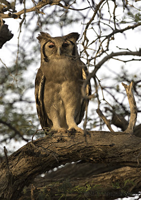 Verreauxs eagle owl