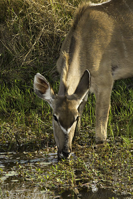 Female kudu eating in Matlabas River