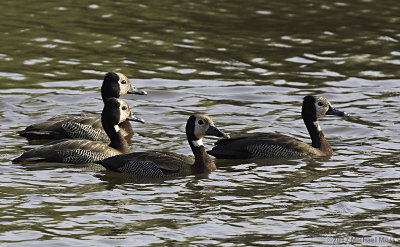 White faced whistling ducks swimming