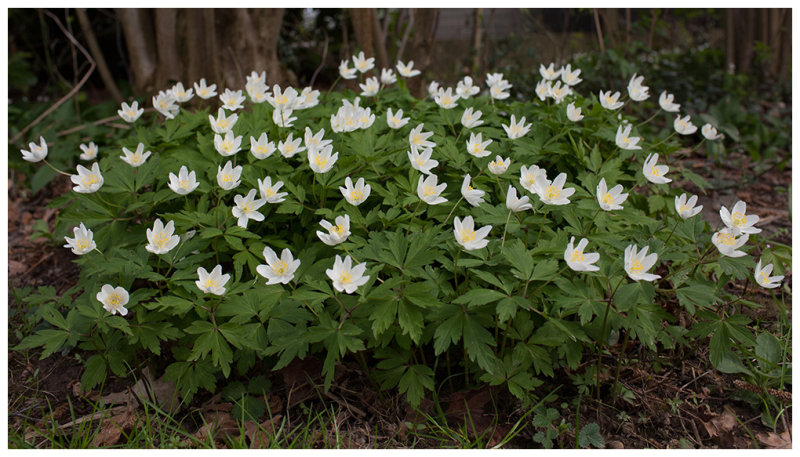 Anemone nemorosa