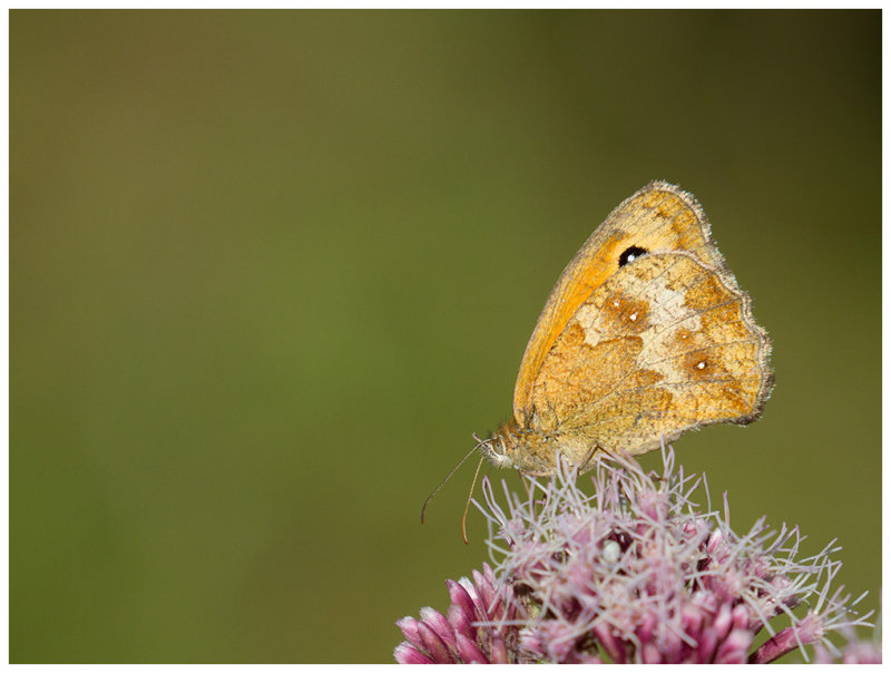 Pyronia tithonus  